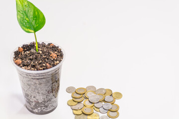 green growing plant and currency coins on white background