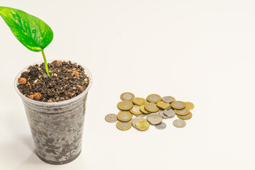 green growing plant and currency coins on white background
