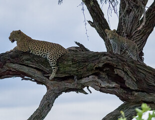Naklejka na ściany i meble Wildlife image from Botswana