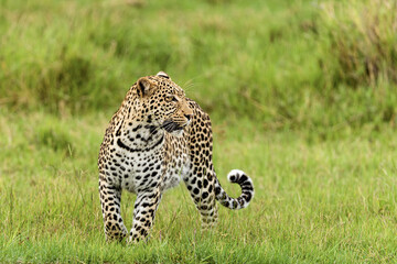 Wildlife image from Botswana
