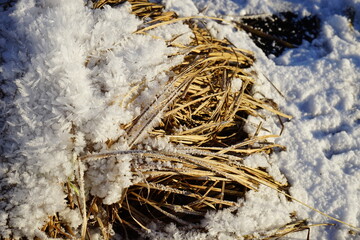 yellow grass in snow crystals