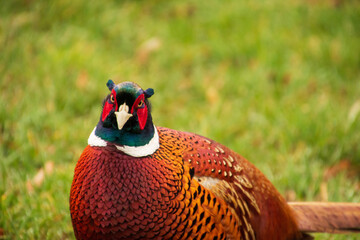Fototapeta premium Fasan mit strengem Blick