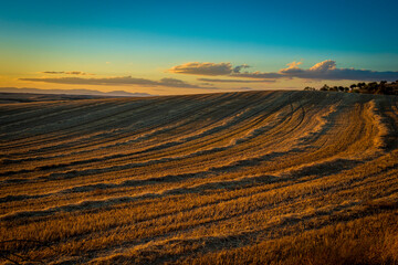 Fototapeta na wymiar Farm field in golden sunset light