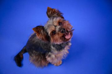 Top view of a Yorkshire terrier in the studio on a blue background. The dog sits with its head up, looks at the camera and smiles with its tongue out. Adorable pets. Close up.