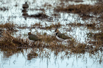 A couple Fredelugas walking through the big wetlands of Delta del Llobregat in Catalonia.