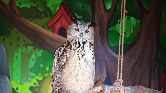 common Filin is a bird of prey from the family of owl in captivity.