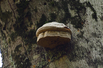 mushrooms or fungus on a tree. Crimea autumn
