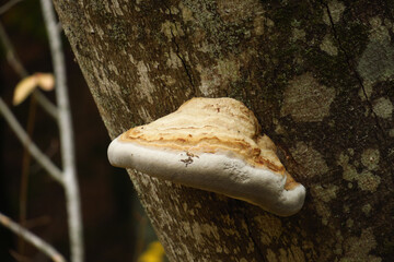 mushrooms or fungus on a tree. Crimea autumn