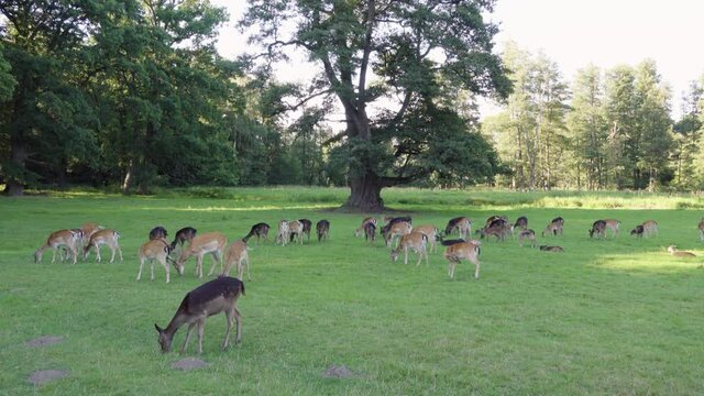 A herd of fallow deer grazes in a meadow by a forest on a sunny day