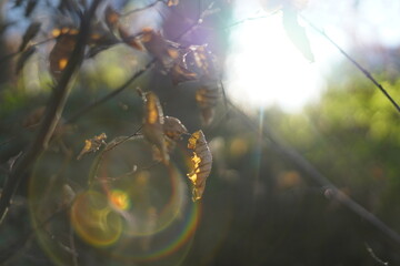 autumn leaves in the sky with light orbs