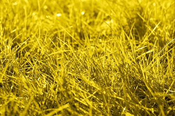 Grass background. Grass field toned in Illuminating yellow color of the 2021 year.