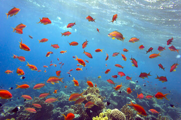 Naklejka na ściany i meble Beautiful underwater photo of colorful coral reef and fishes
