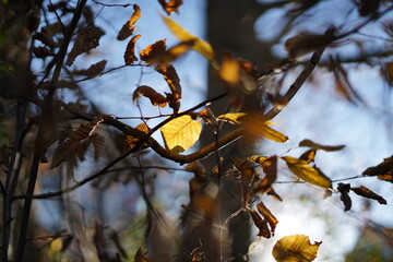 autumn leaves in the sky