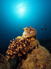 Fototapeta na wymiar Reef octopus Octopus cyanea retracting into a pot