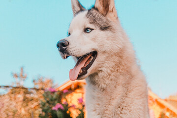 Dog shedding, combing and caring for the dog in the yard. Purebred Siberian Husky.