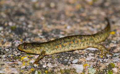 Spanish ribbed newt (Pleurodeles waltl), yellowish amphibian on rock at night