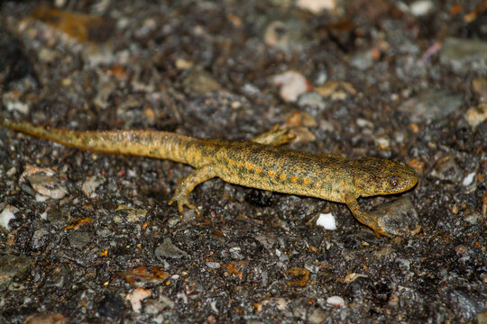 Spanish ribbed newt (Pleurodeles waltl), yellowish amphibian on rock at night