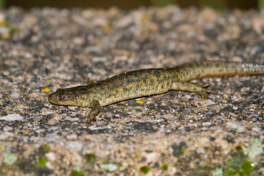 Spanish ribbed newt (Pleurodeles waltl), yellowish amphibian on rock at night