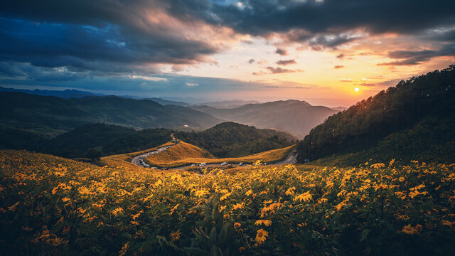 Panorama landscape of Tung Bua Tong forest park at sunrise in Mae Hong Son Thailand