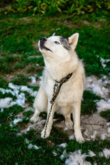 Naklejka na ściany i meble Husky sheds hair, combed and happy dog resting on the street. Howling Siberian Husky chained.
