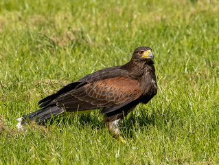 red tailed hawk Harris
