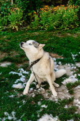 Husky sheds hair, combed and happy dog resting on the street. Howling Siberian Husky chained.