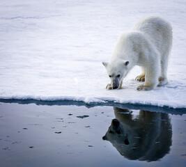 Obraz na płótnie Canvas Image of polar bears in Svalbard