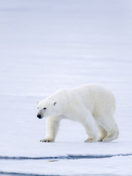 Image of polar bears in Svalbard