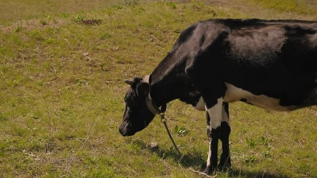 Close-up of a black and white cow eating grass in a meadow.