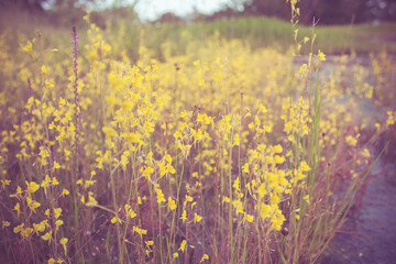 Grass yellow at sunset. Beautiful nature.