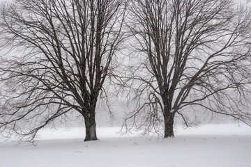 Fototapeta na wymiar Central Park in winter