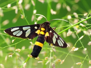 Beautiful butterfly descends on the flower & leaf in early morning