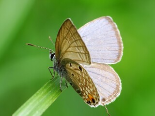 Beautiful butterfly descends on the flower & leaf in early morning