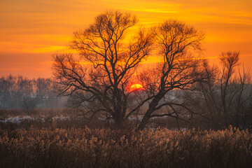 Fototapeta na wymiar Isolated bare tree and field of dry reeds at winter sunset with orange sky
