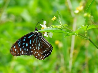 Beautiful butterfly descends on the flower & leaf in early morning