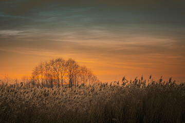 Bare trees and field of dry reeds at winter sunset with orange and blue sky