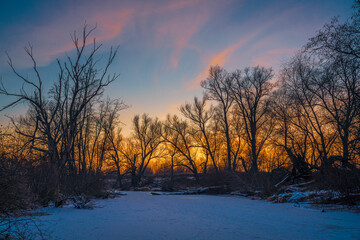 Silhouette of bare trees at winter sunset with pink, rose and blue sky