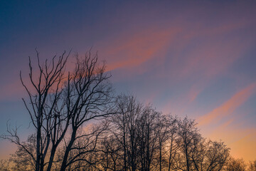 Silhouette of bare trees at winter sunset with pink, rose and blue sky