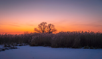 Wide angle view of the winter sunset over the frozen river with dry reeds, gradient sky and isolated tree