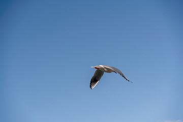 White seagull flies in the blue sky, seagull flies flying bird