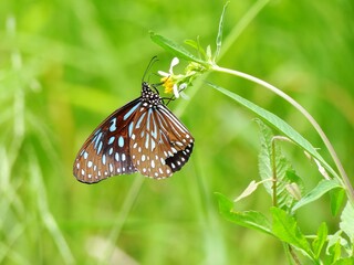 Beautiful butterfly descends on the flower & leaf in early morning