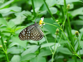 Beautiful butterfly descends on the flower & leaf in early morning