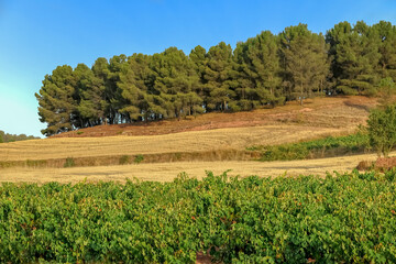 Fototapeta na wymiar Planting fields, with vines, hills and pine trees in the background, blue sky, Nájera municipality, La Rioja province, Spain