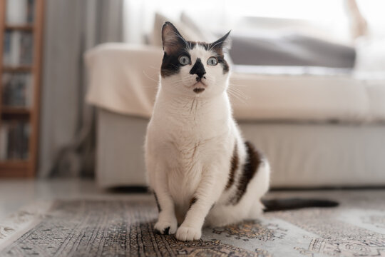 black and white cat with blue eyes sitting on the carpet