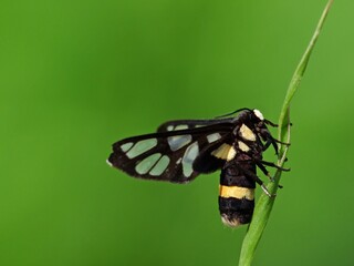 Beautiful butterfly descends on the flower & leaf in early morning