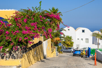 Blooming bougainvillea flowers on street in Imerovigli village on the island of Santorini. Cyclades, Greece