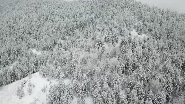 Aerial photography of the winter forest. Tall pine trees covered with snow