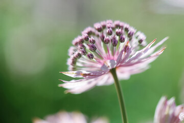 Astrantia Major