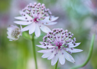 Astrantia Major