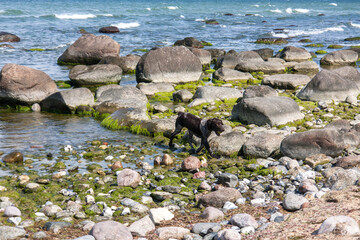 Steinstrand auf Rügen